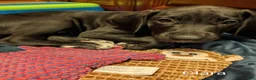 Great Dane dogs for sale: Clara - Ad 7