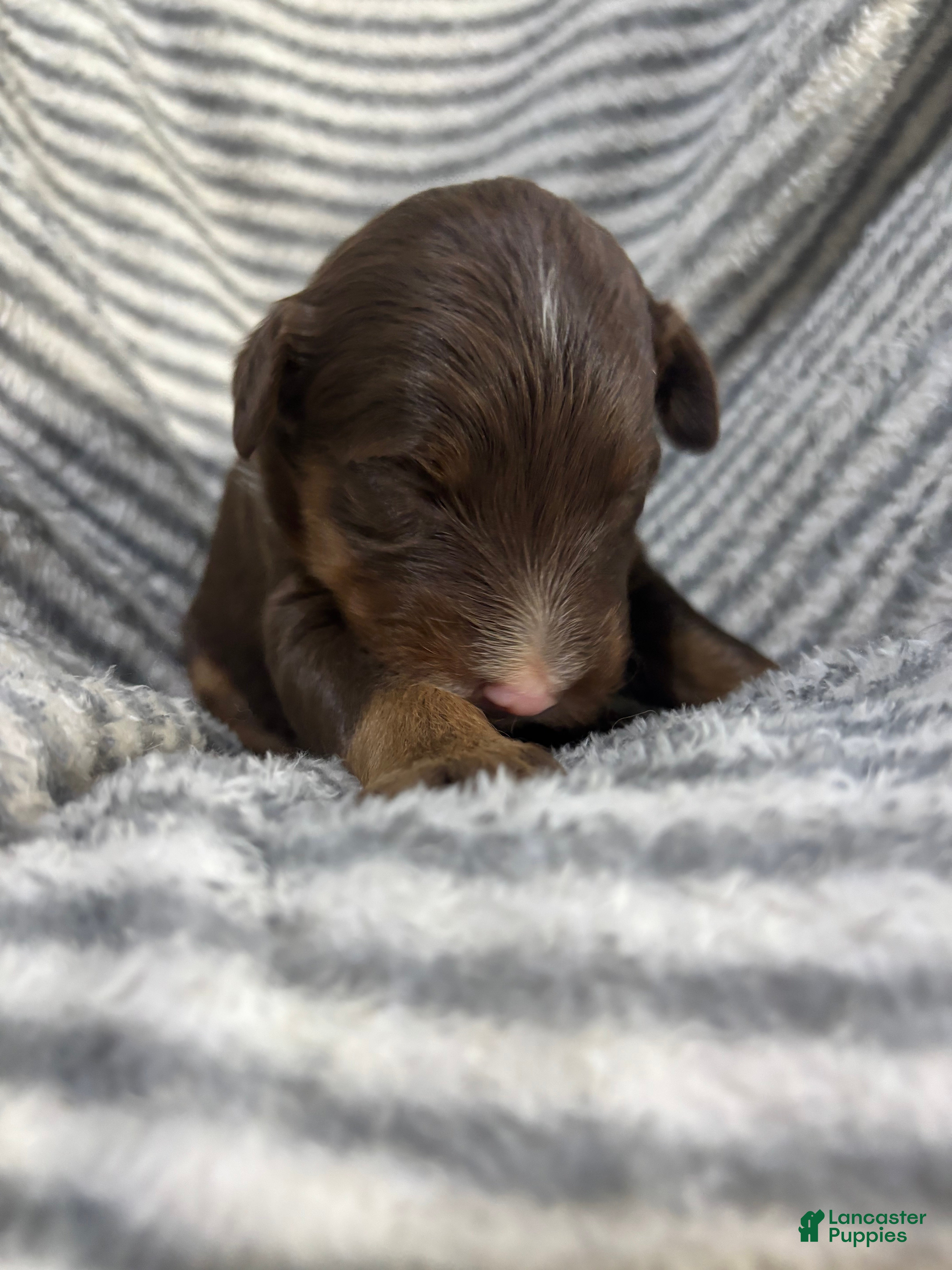 Aussiedoodle dogs Aussiedoodle 5 - Ad 1