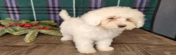 Mini Bernedoodle dogs for sale: Flake - Ad 19