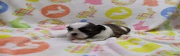 Shih Tzu dogs for sale: Jackie - Ad 3