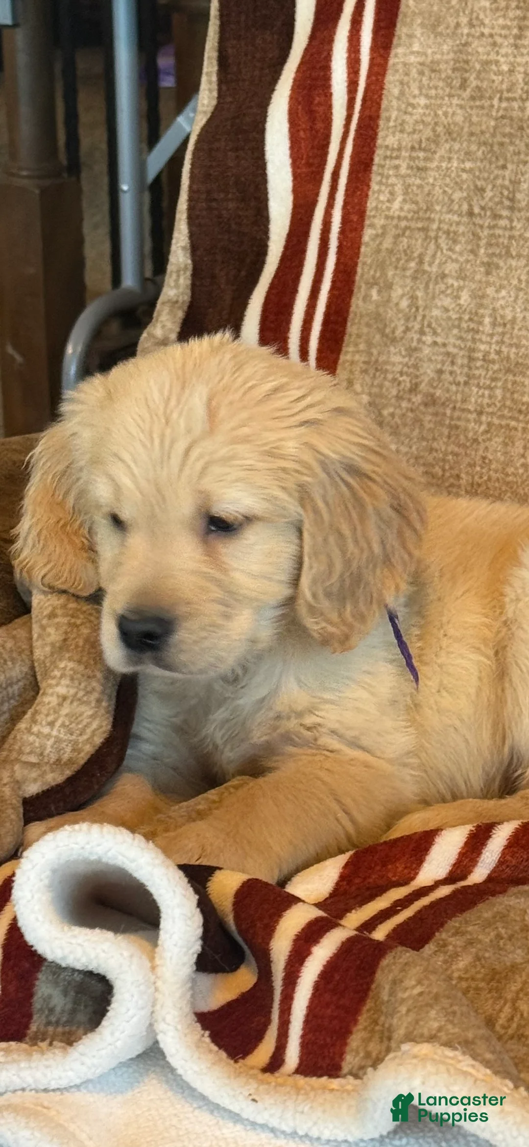Golden Retriever dogs for sale: Purple Male -Penny  - Ad 5