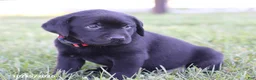 Labrador Retriever dogs for sale: Garret - Ad 5