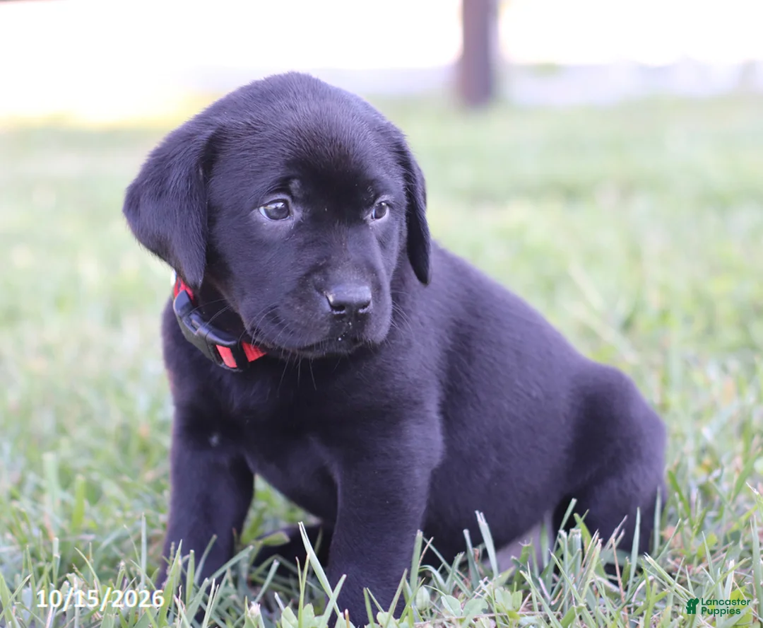 Labrador Retriever dogs for sale: Garret - Ad 5