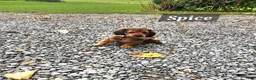 Miniature Dachshund dogs for sale: Spice - Ad 11