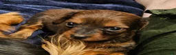 Miniature Dachshund dogs for sale: Miniature Dachshund 3 - Ad 3