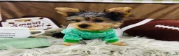 Yorkshire Terrier dogs for sale: Snickers - Ad 4