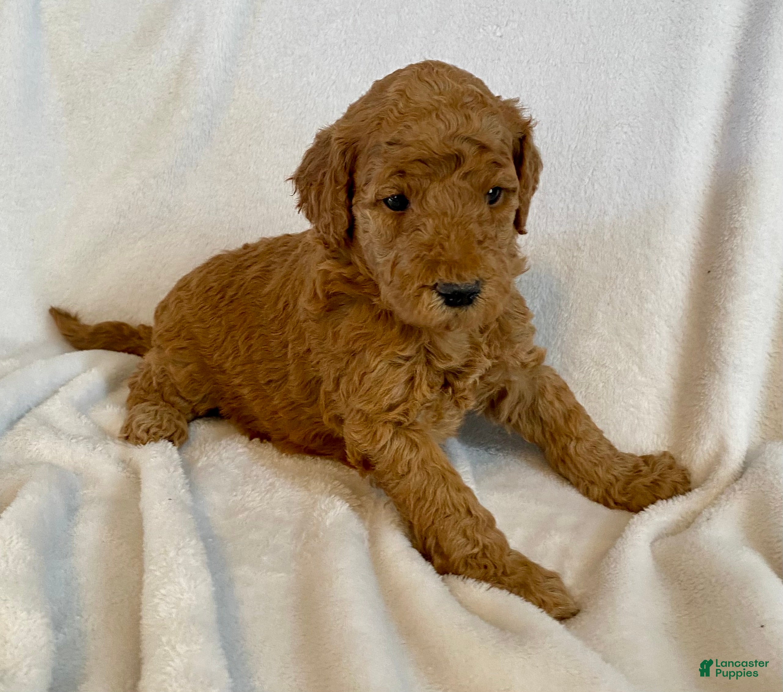 Standard Poodle dogs Scarlet - Ad 30