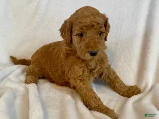 Standard Poodle dogs Scarlet - Ad 30