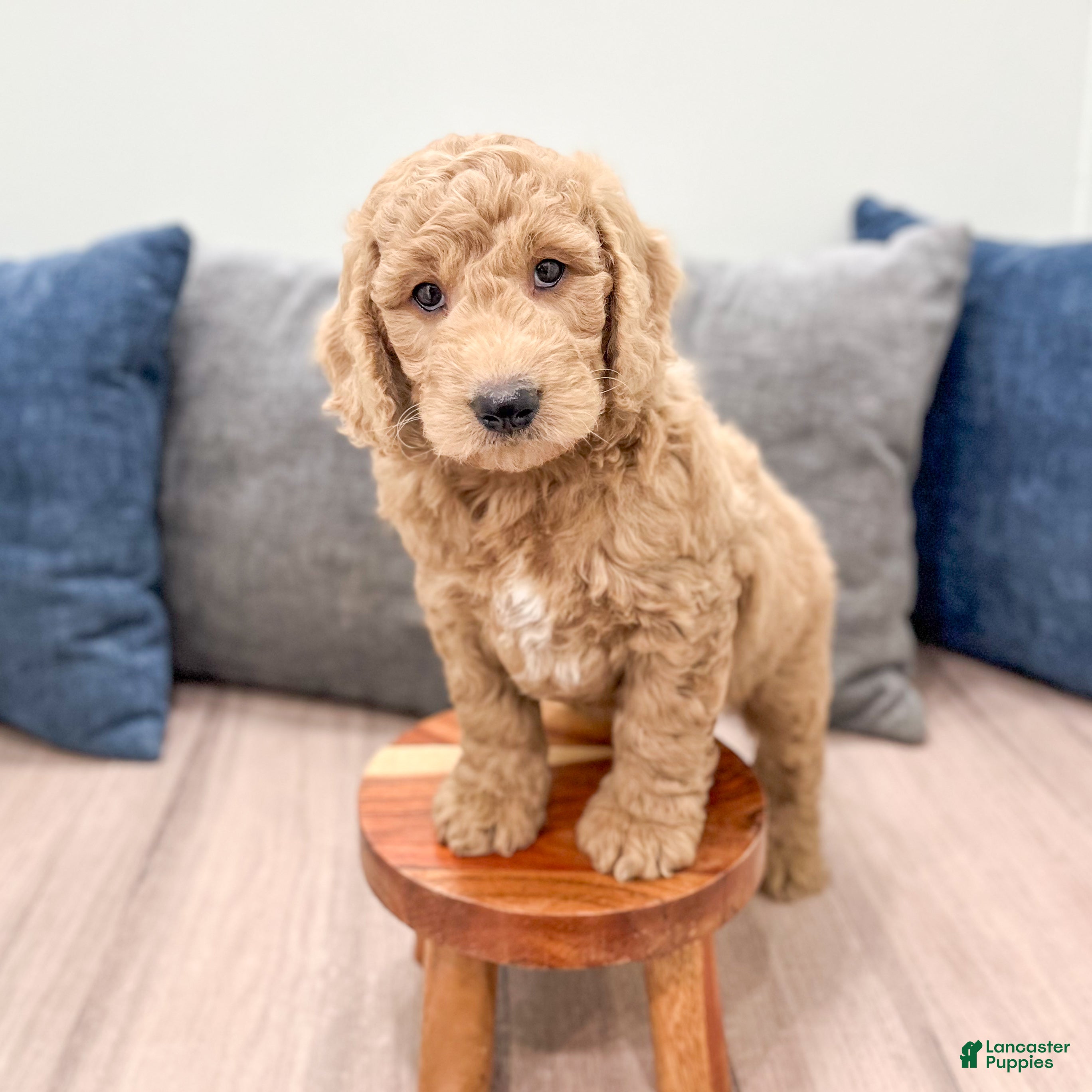 Mini Goldendoodle dogs Hank - Ad 2