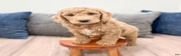 Mini Goldendoodle dogs for sale: Hank - Ad 2