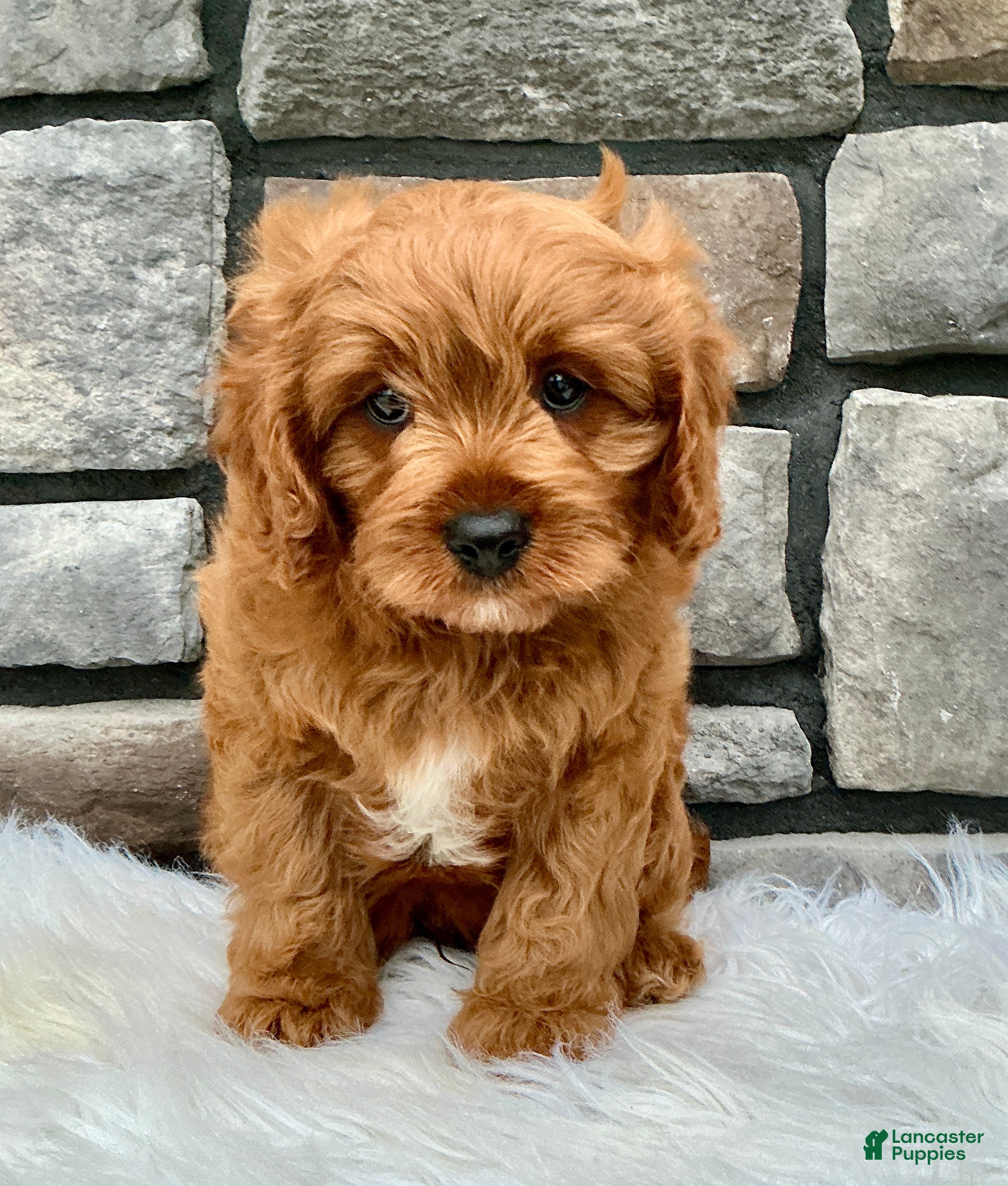 Cavapoo dogs for sale: Henry - Ad 3