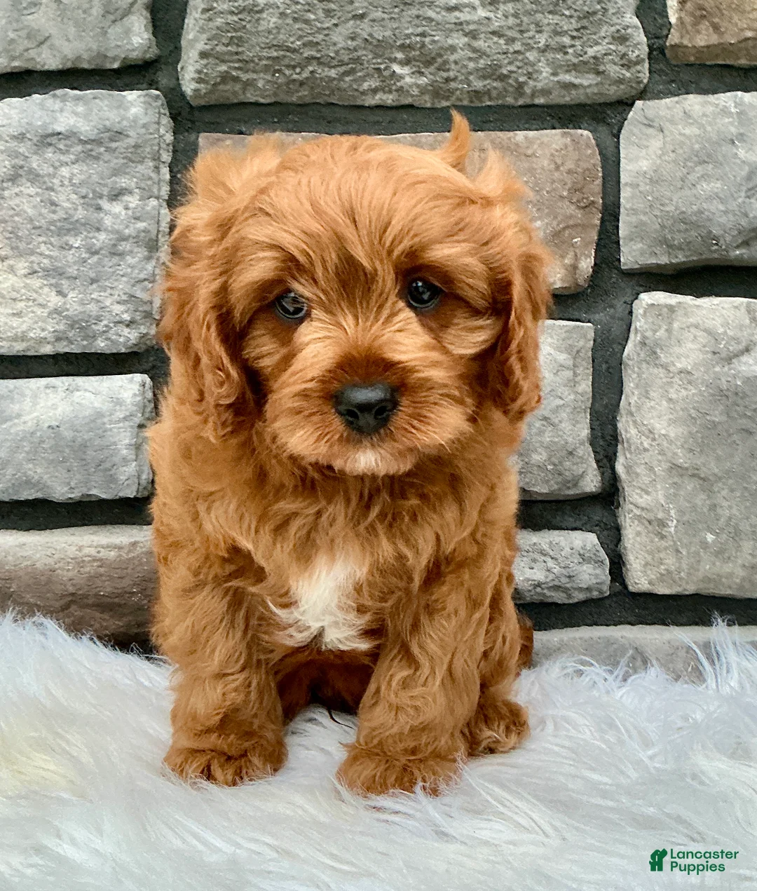 Cavapoo dogs for sale: Henry - Ad 1