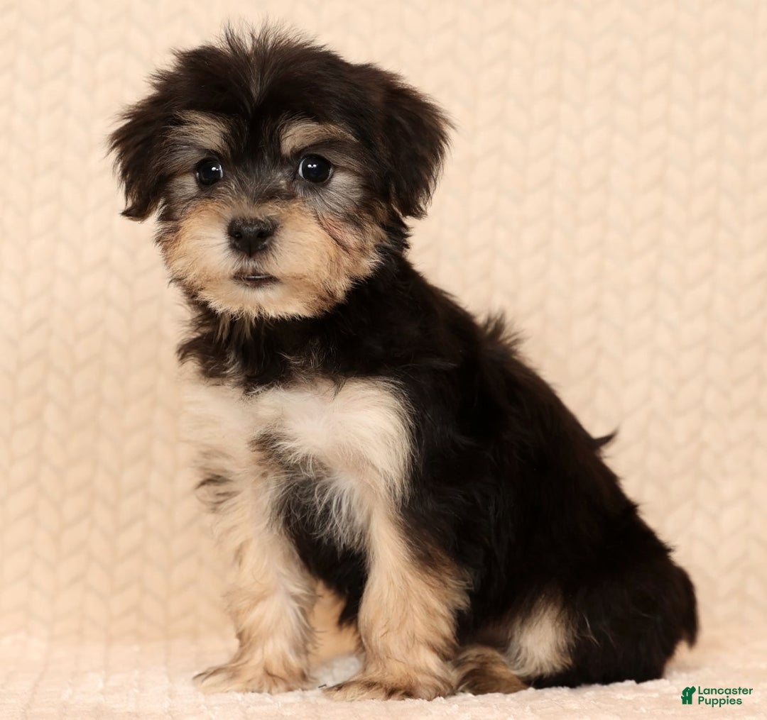 Yochon dogs for sale: Heidi - Ad 4