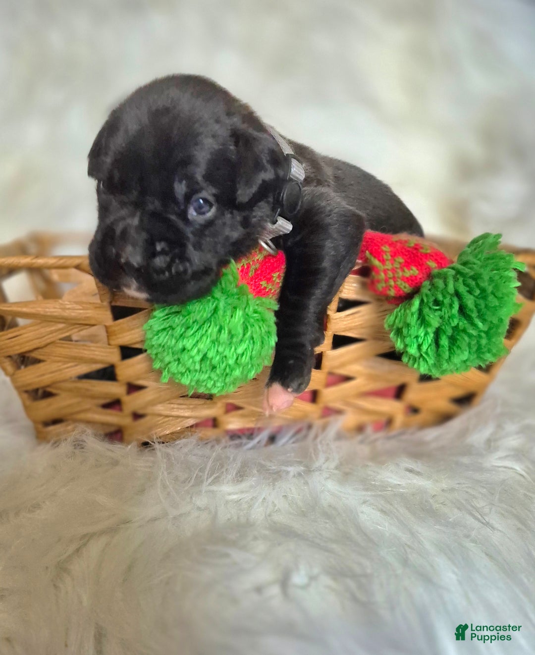 Boxer dogs for sale: Bently - Ad 2