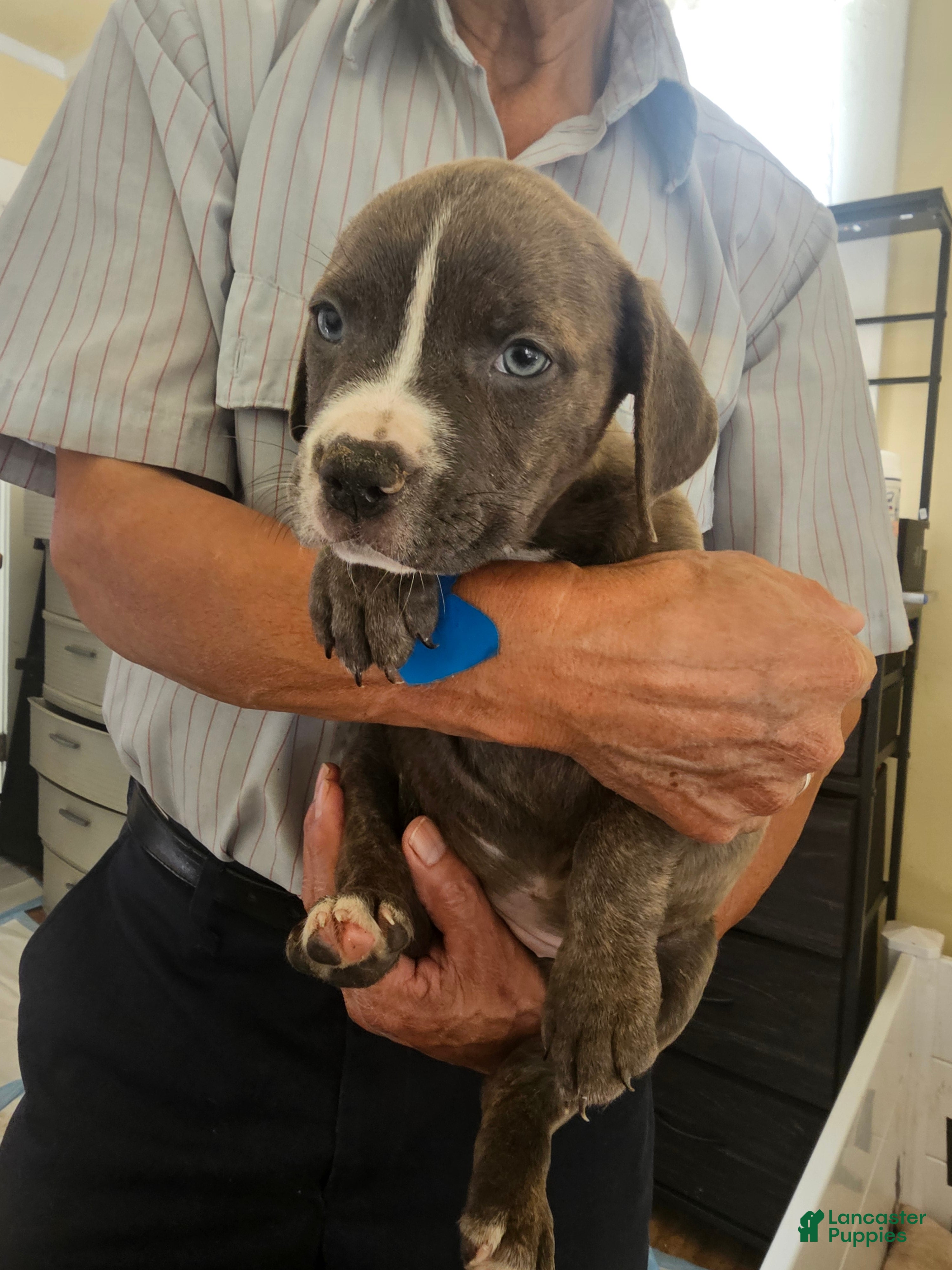 American Pit Bull Terrier dogs American Pit Bull Terrier Puppy 6 - Ad 1