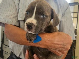 American Pit Bull Terrier dogs American Pit Bull Terrier Puppy 6 - Ad 6