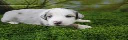 Miniature Australian Shepherd dogs for sale: America - Ad 5