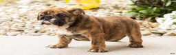 English Bulldog dogs for sale: Bella - Ad 6