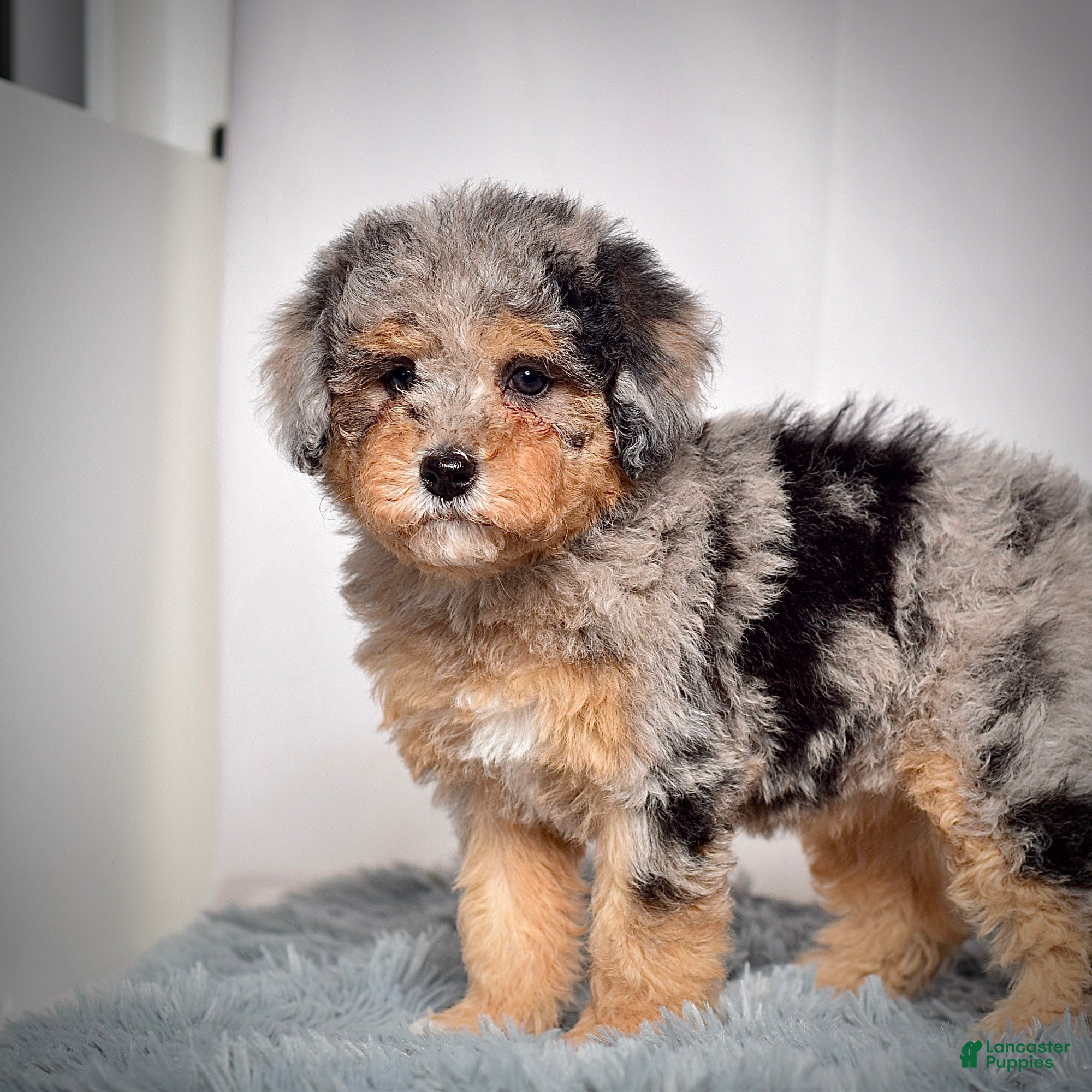 Mini Goldendoodle dogs Ms. Usha - Ad 6