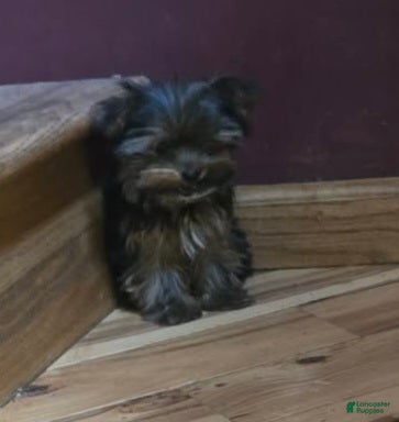 Yorkshire Terrier dogs Princess  - Ad 2