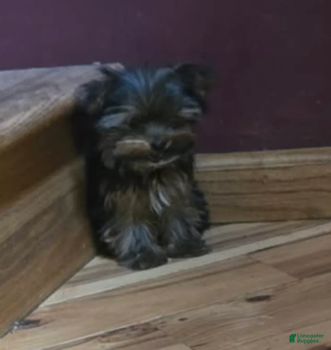 Yorkshire Terrier dogs for sale: Princess  - Ad 2