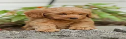 Mini Goldendoodle dogs for sale: Leon - Ad 6