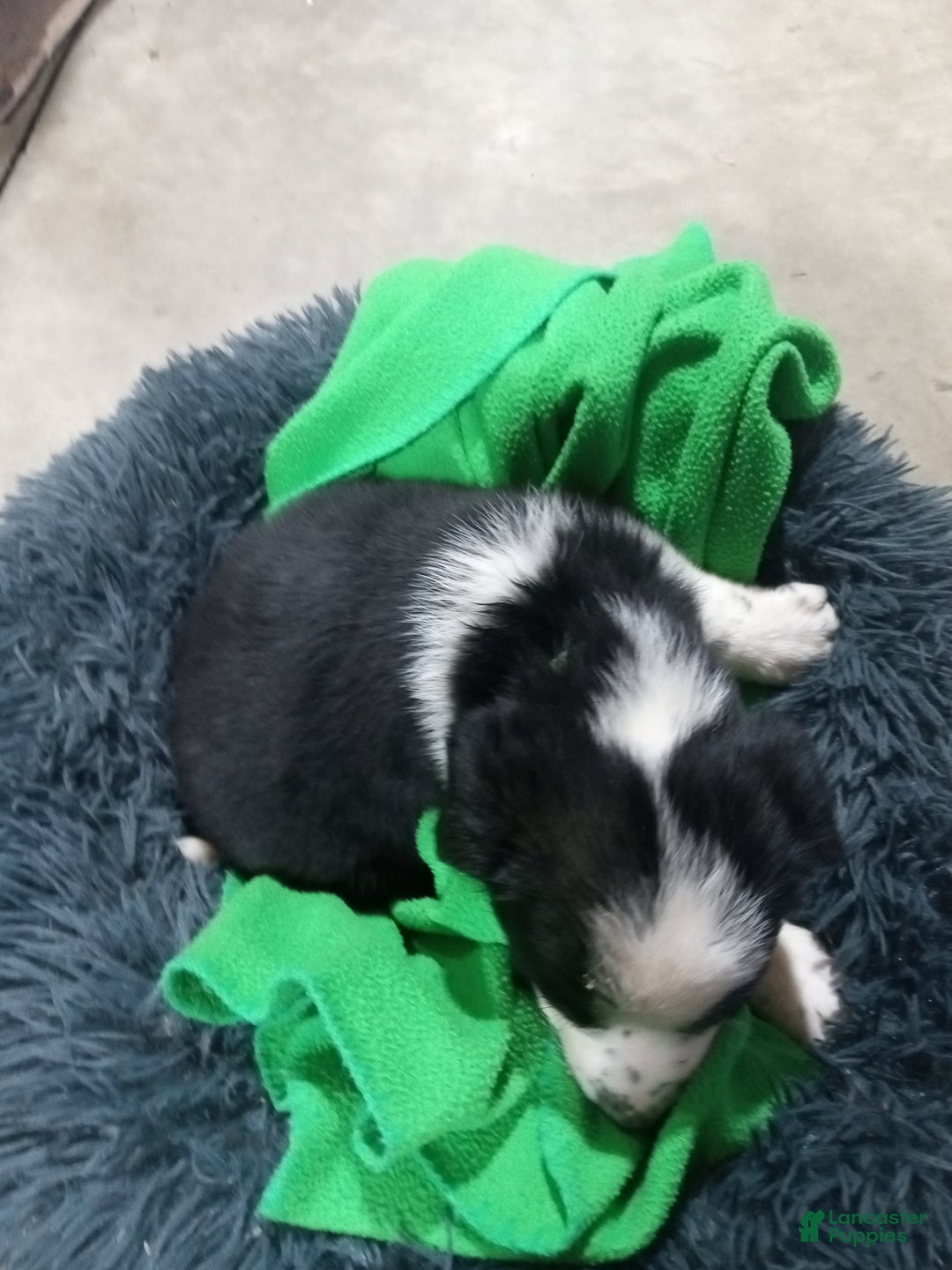 Mixed Breed dogs for sale: Caillou  - Ad 7