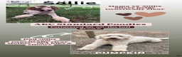Standard Poodle dogs for sale: Frida - AKC - Ad 10