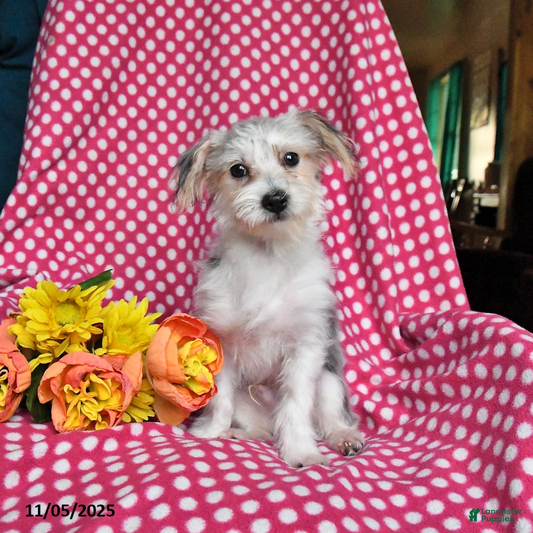 Morkie dogs for sale: Max - Ad 1