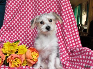 Morkie dogs Max - Ad 21