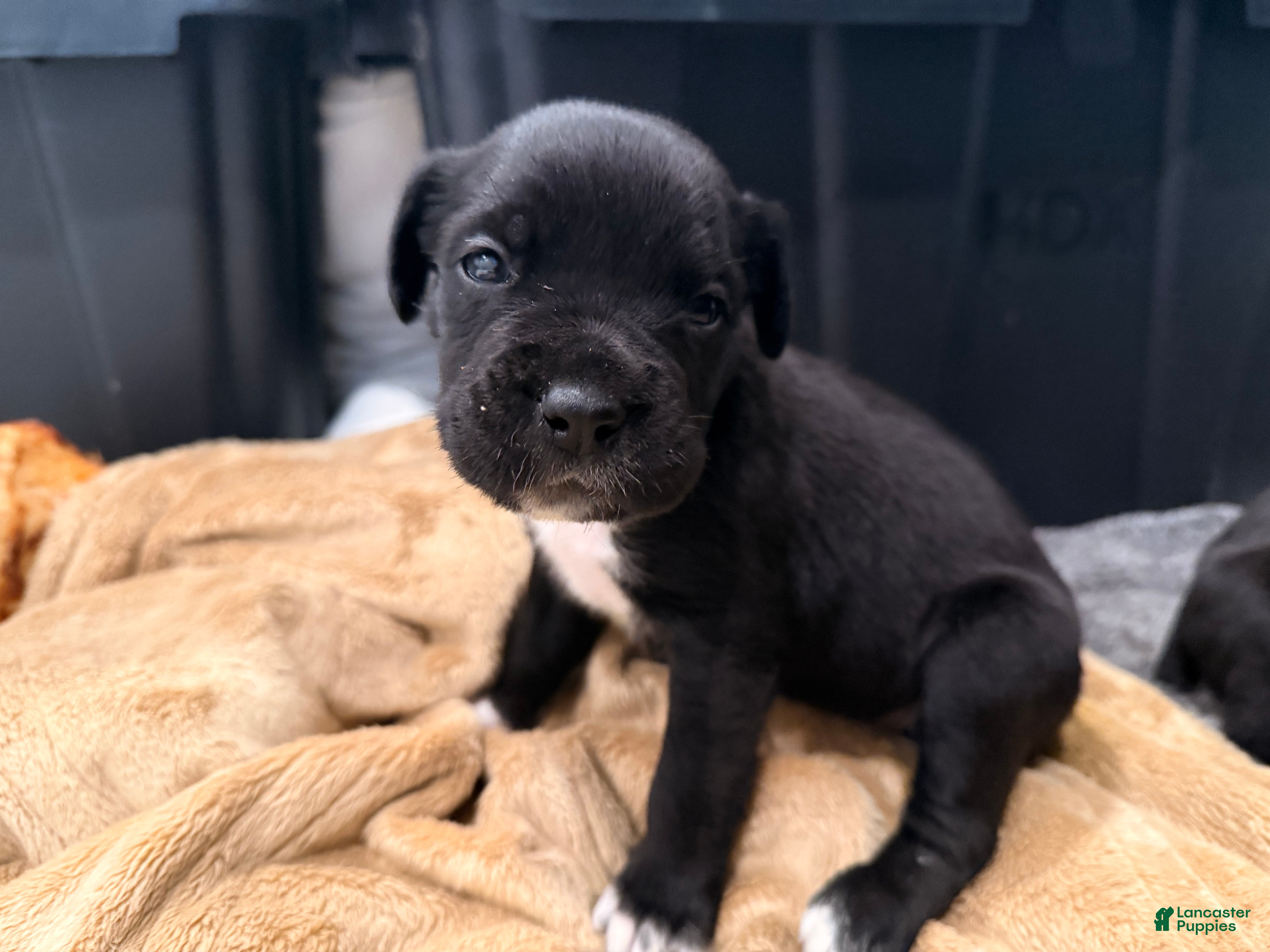 Cane Corso dogs Hulk (light green) - Ad 24