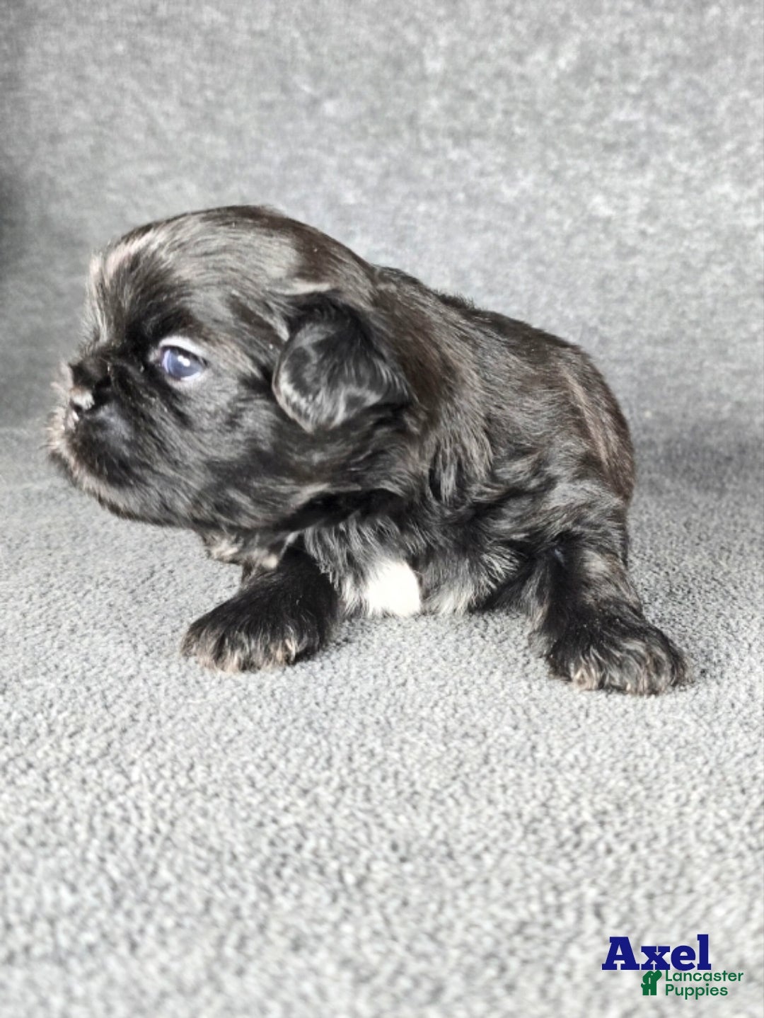 Shih Tzu dogs for sale: Axel - Ad 5