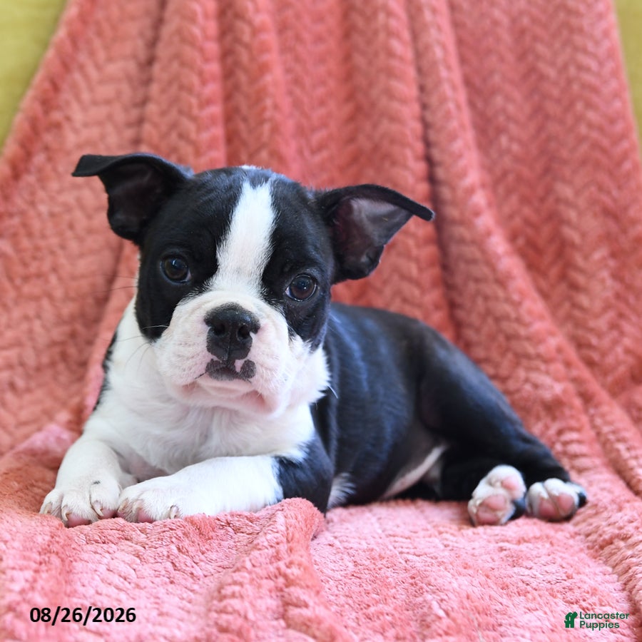 Boston Terrier dogs Ace - Ad 2