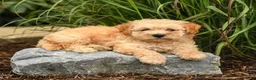 Bichpoo dogs for sale: Tony - Ad 3