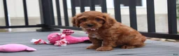 Cockapoo dogs for sale: Lily - Ad 1