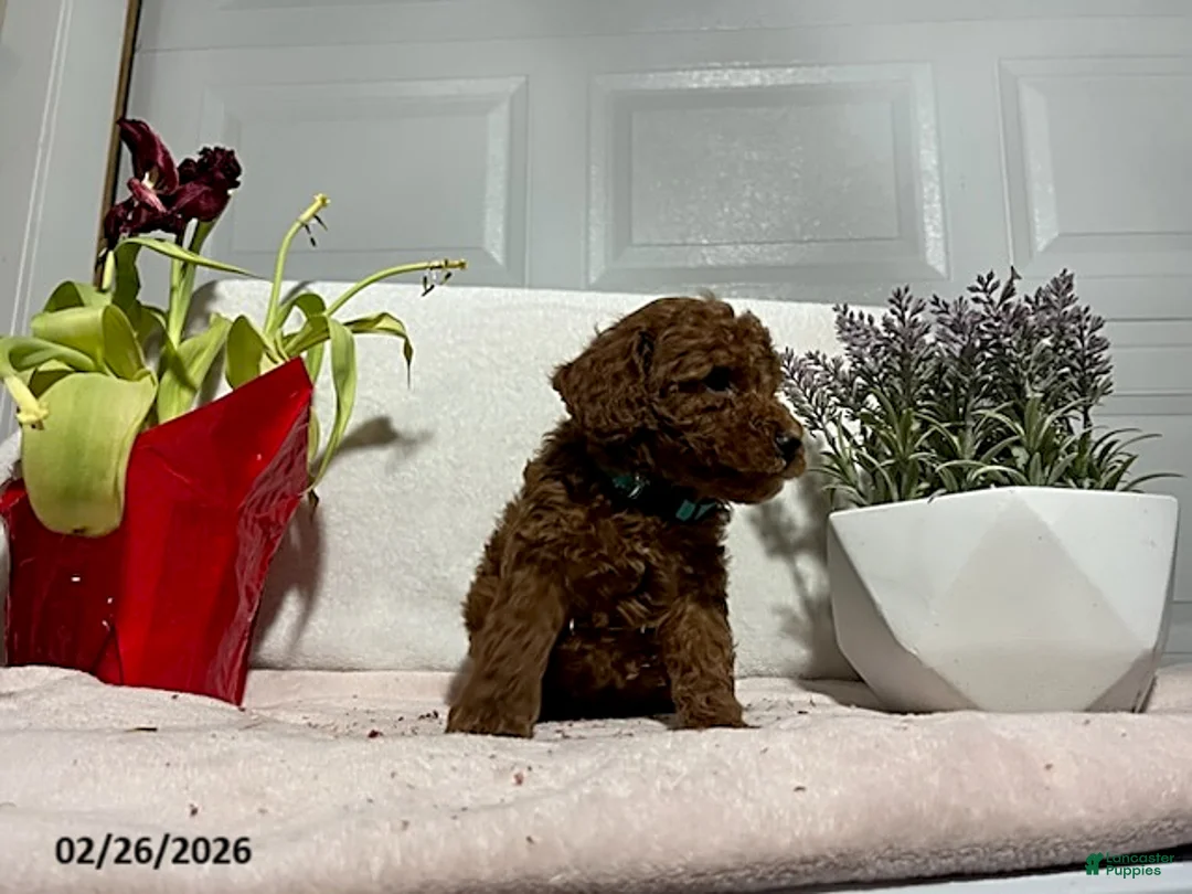 Miniature Poodle dogs for sale: Prince   - Ad 3