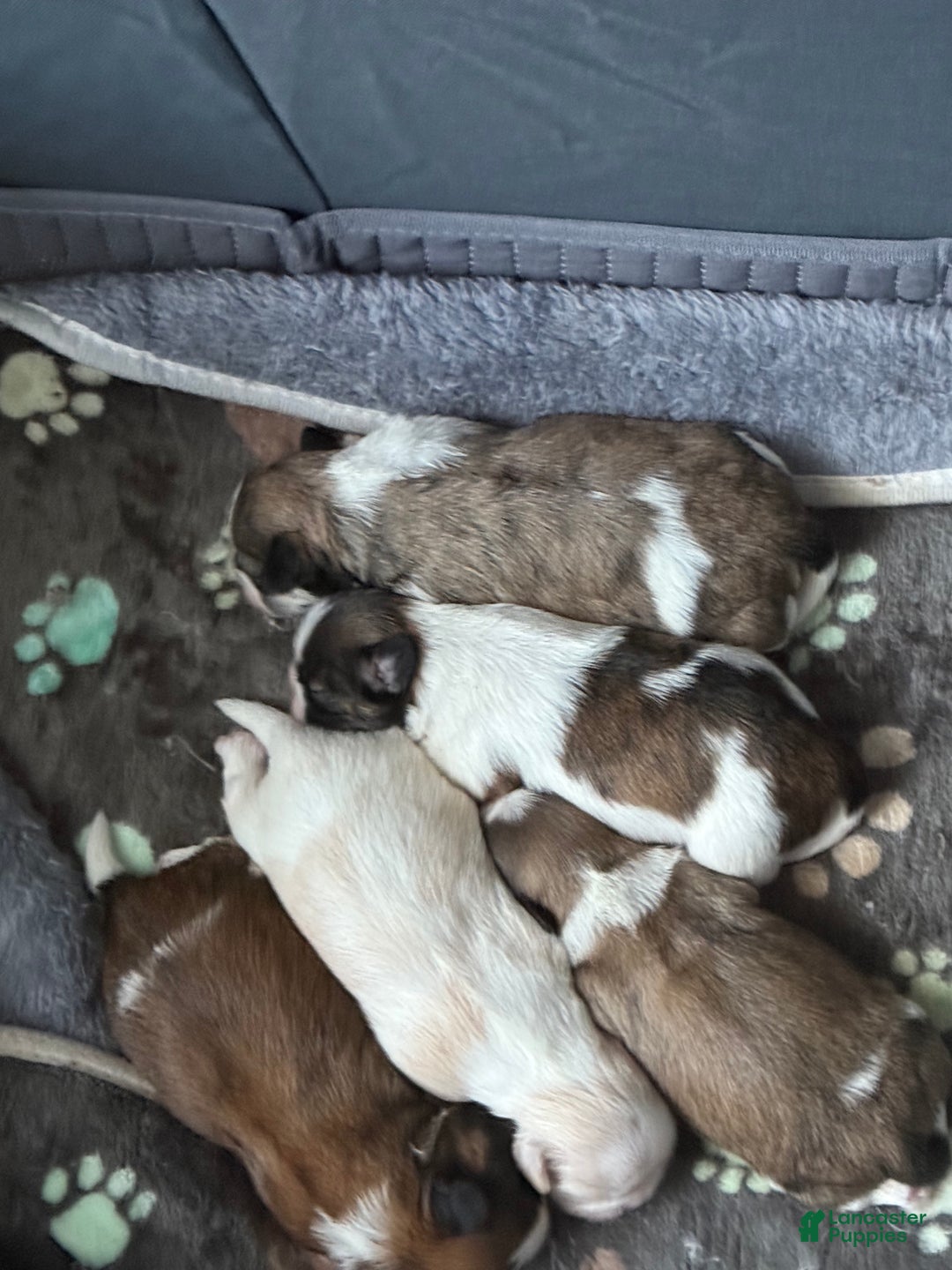 Shih Tzu dogs for sale: Shih Tzu Puppy 3 - Ad 2