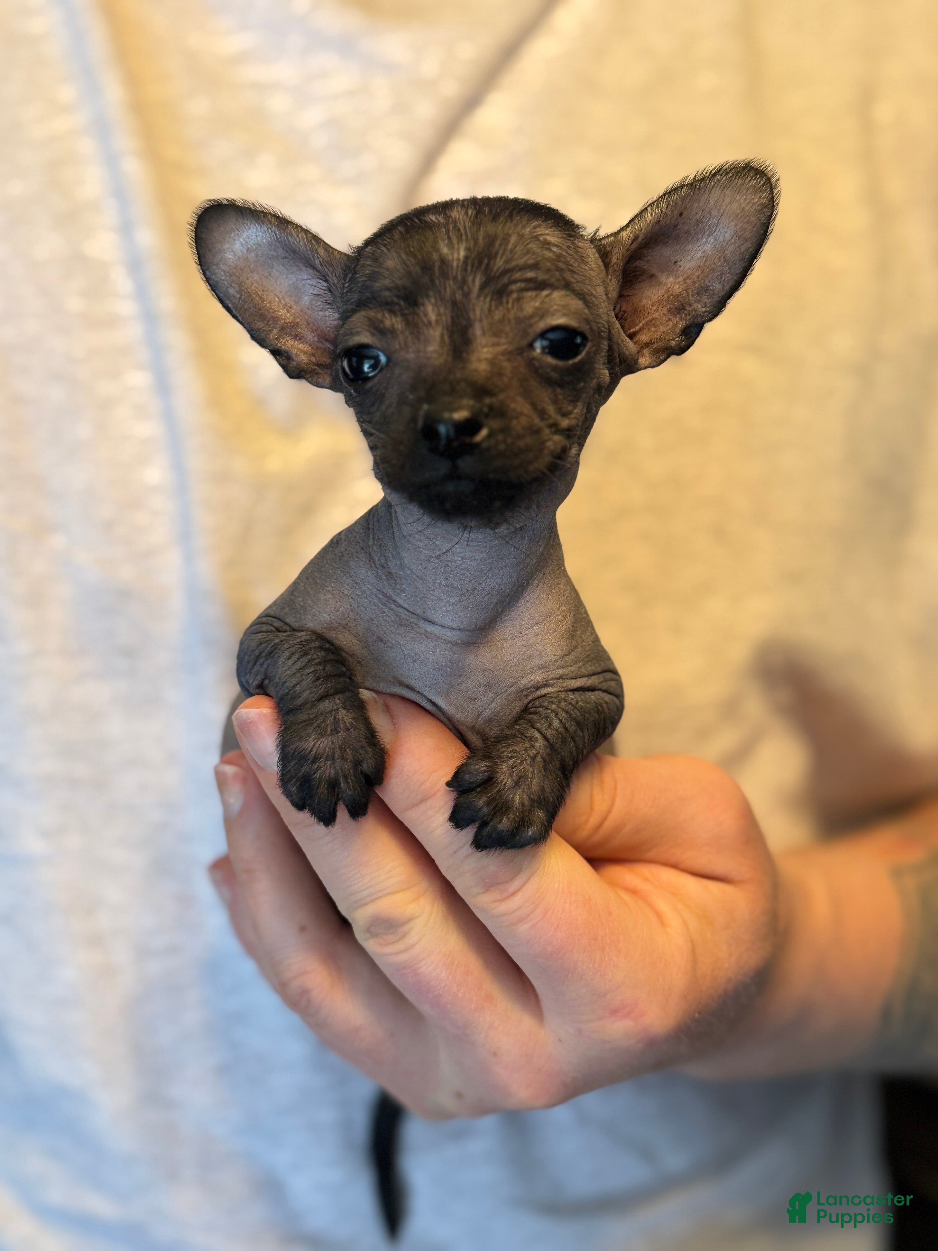 Mixed Breed dogs Gracioso - Ad 3