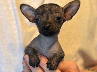 Mixed Breed dogs Gracioso - Ad 6