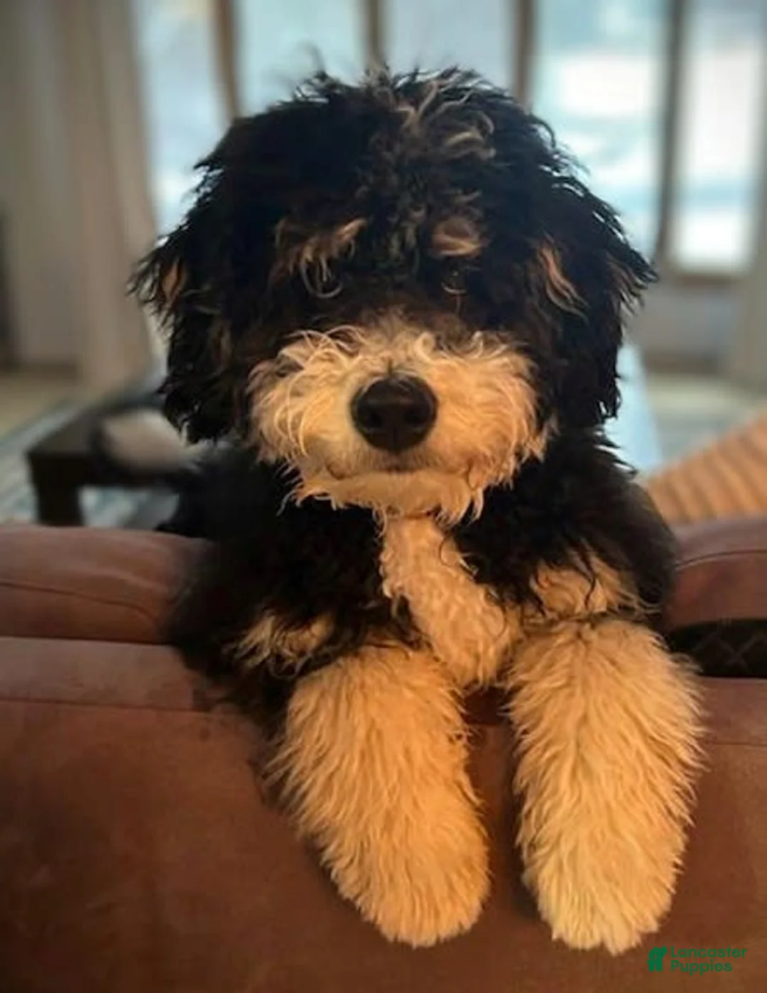 Gallery Image {{count}}