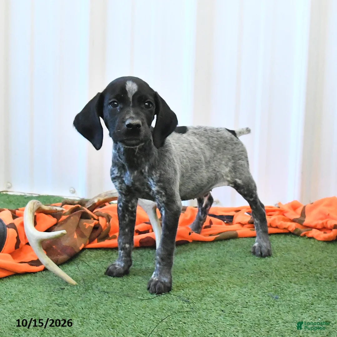 German Shorthaired Pointer dogs for sale: Lando - Ad 1