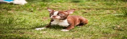 Boston Terrier dogs for sale: Katie - Ad 3