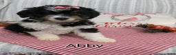 Mini Bernedoodle dogs for sale:  Abby  - Ad 2