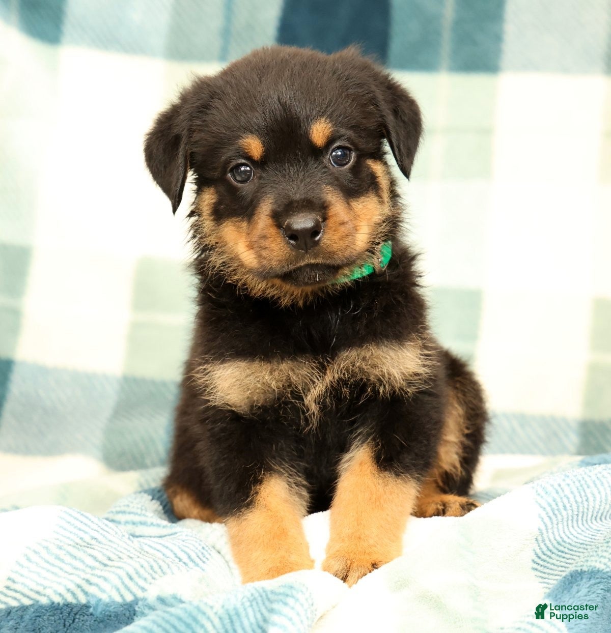 Rottweiler dogs Thor - Ad 2