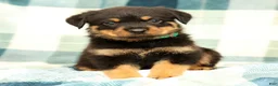 Rottweiler dogs for sale: Thor - Ad 2