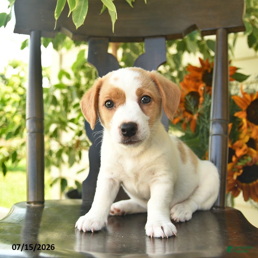 Jack Russell Terrier dogs Poppy  - Ad 2