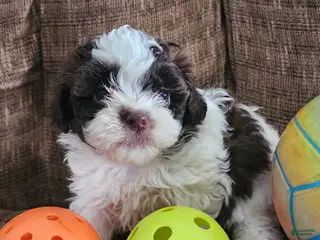 Shihpoo dogs HANA - Ad 36