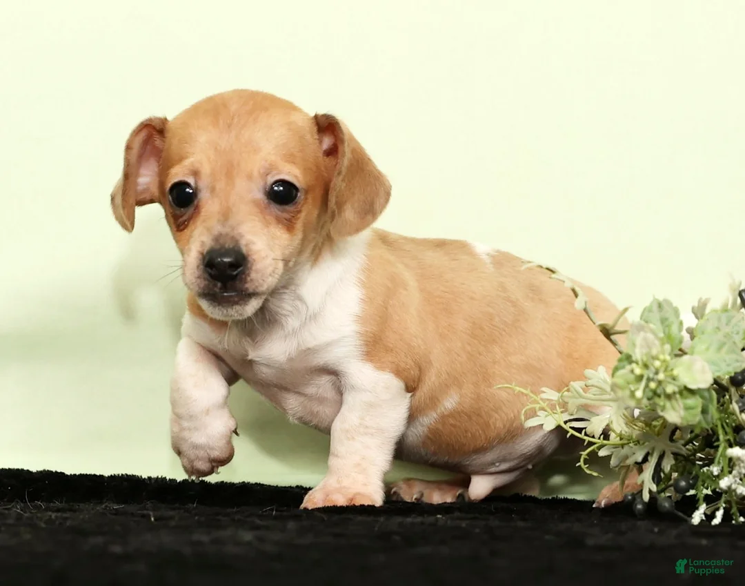 Miniature Dachshund dogs for sale: Izzy - Ad 3