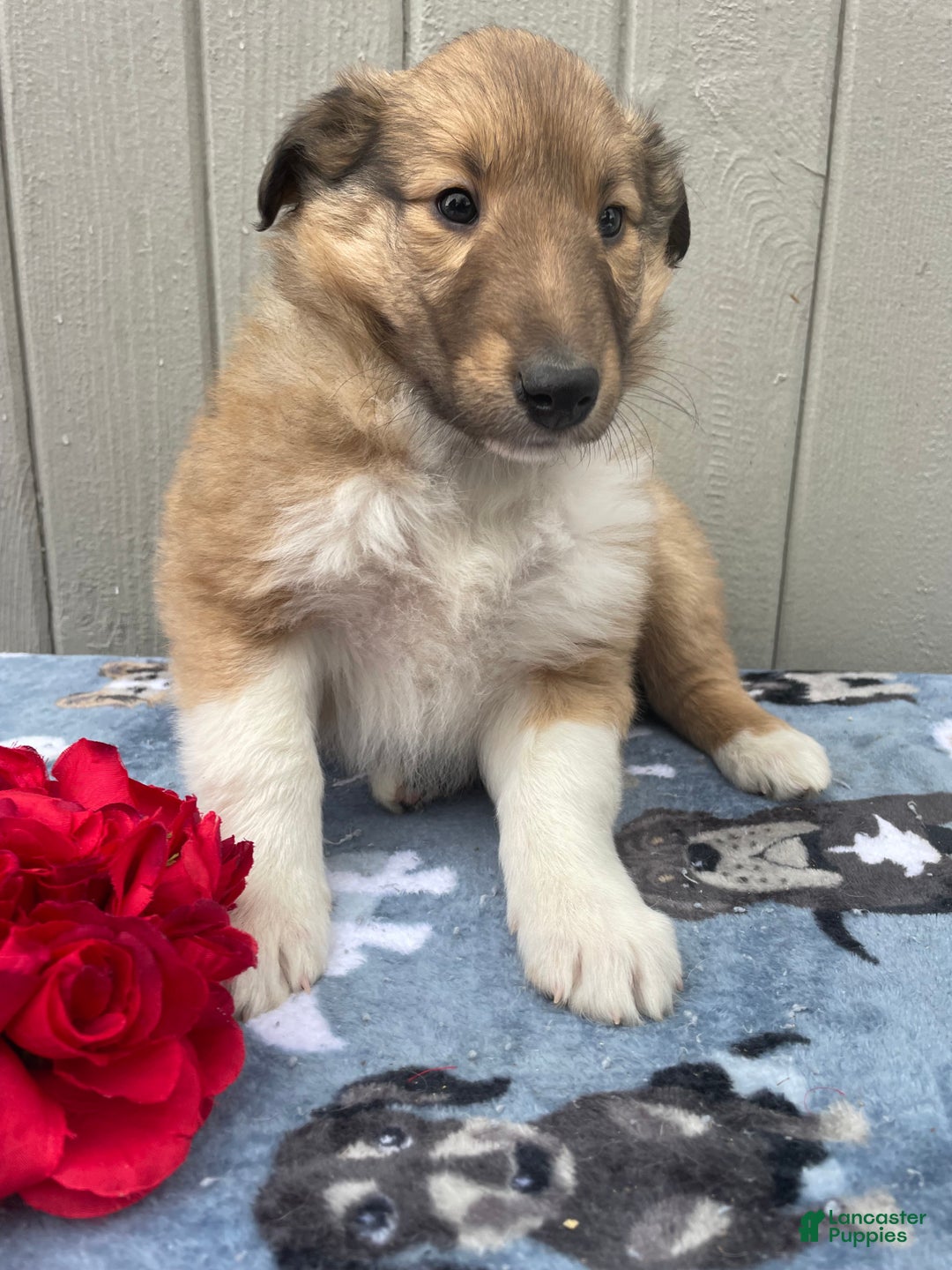 Collie dogs for sale: Cora - Ad 2