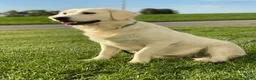 Golden Retriever dogs for sale: Marshmallow Cream - Ad 6